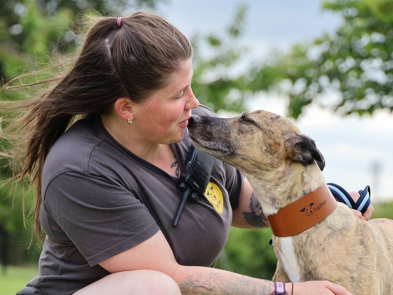 Nyla | Greyhound Cross | Leeds - 2