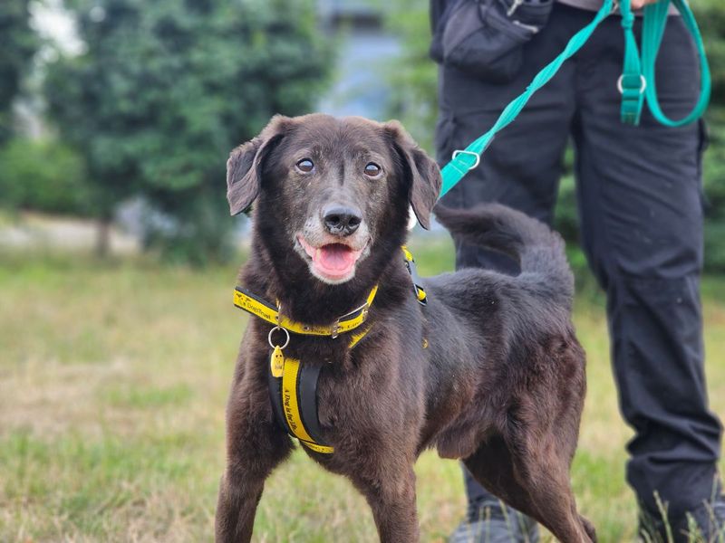 Jeremy | Retriever (Labrador) Cross | Evesham (Worcestershire) - 1