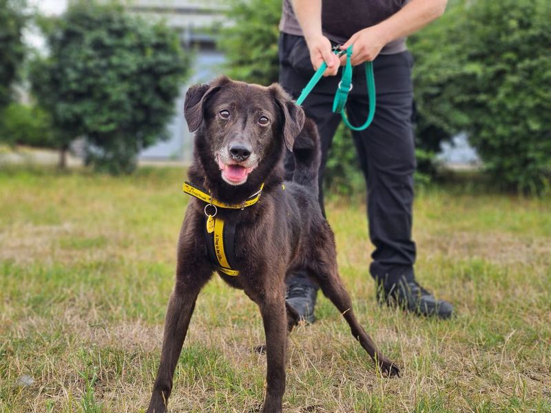 Jeremy | Retriever (Labrador) Cross | Evesham (Worcestershire) - 2