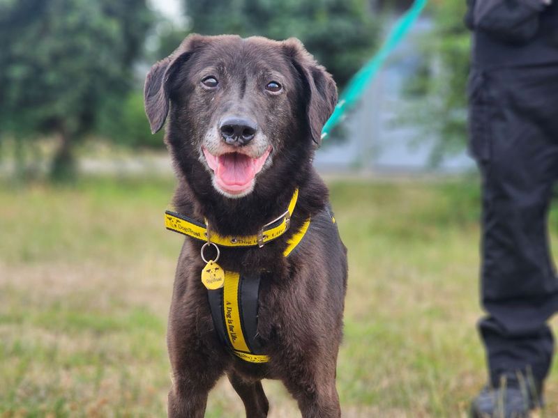 Jeremy | Retriever (Labrador) Cross | Evesham (Worcestershire) - 3
