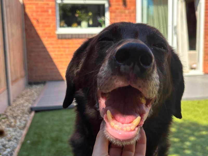 Jeremy | Retriever (Labrador) Cross | Evesham (Worcestershire) - 2