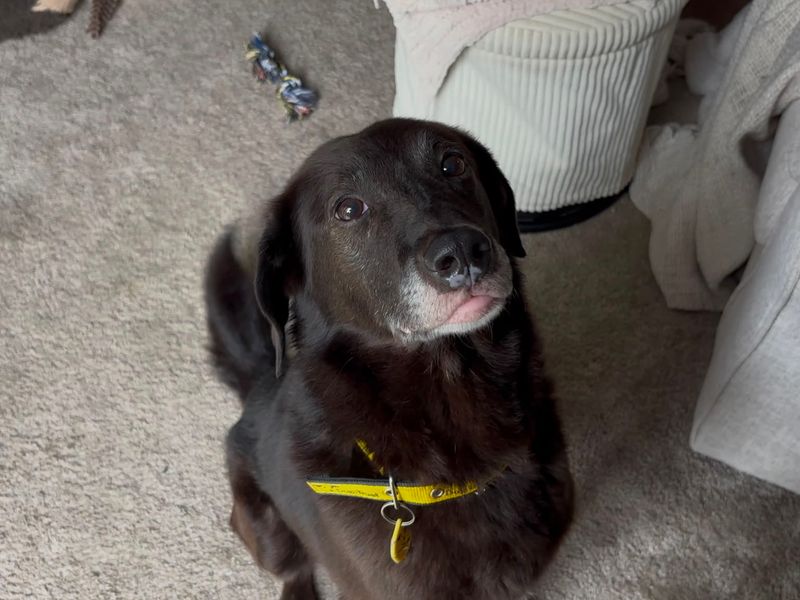 Jeremy | Retriever (Labrador) Cross | Evesham (Worcestershire) - 5