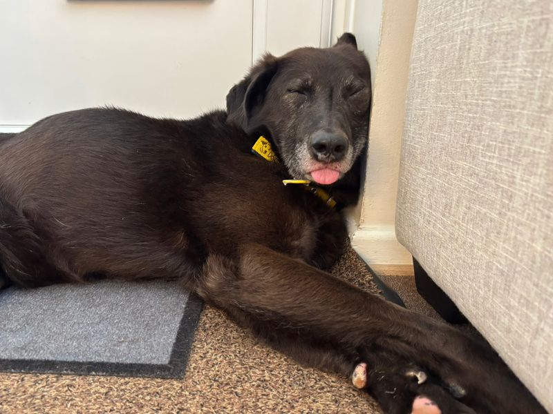 Jeremy | Retriever (Labrador) Cross | Evesham (Worcestershire) - 7