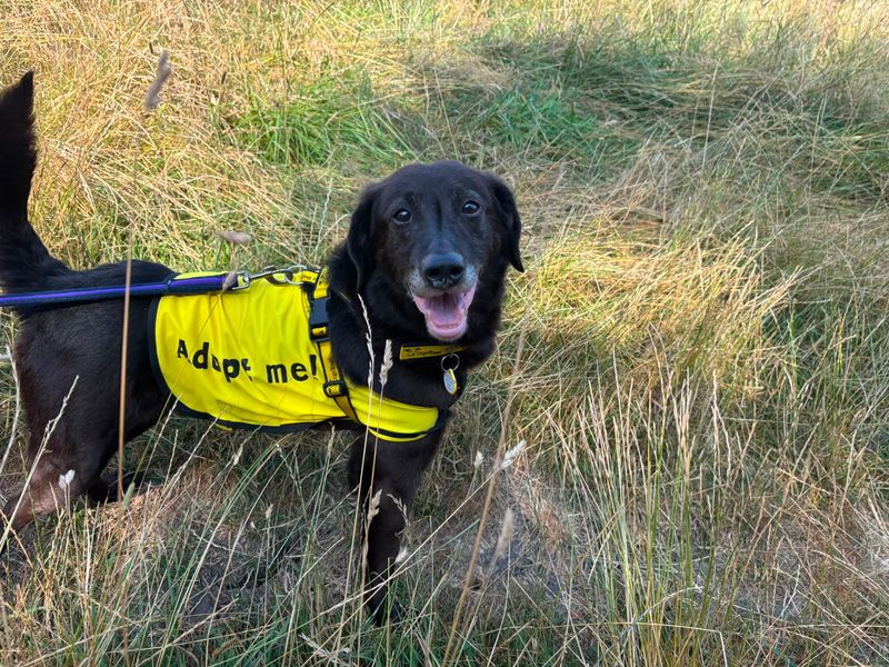 Jeremy | Retriever (Labrador) Cross | Evesham (Worcestershire) - 9