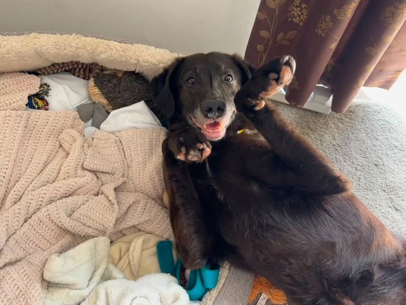 Jeremy | Retriever (Labrador) Cross | Evesham (Worcestershire) - 4