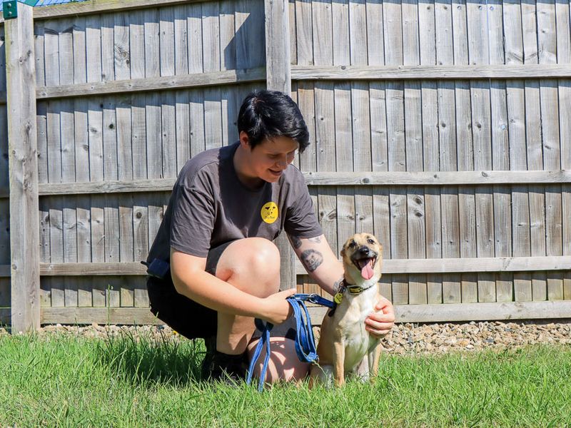 Lacey | Crossbreed | Evesham (Worcestershire) - 5