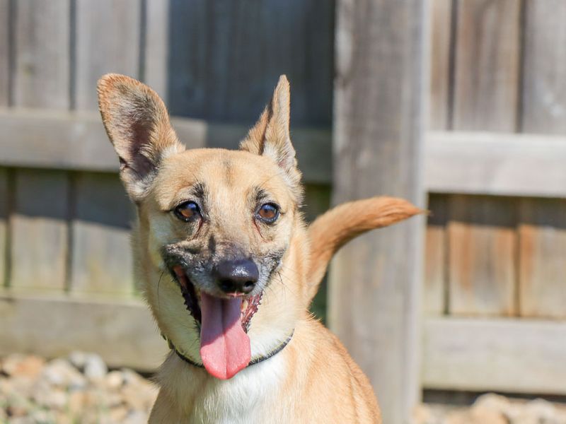 Lacey | Crossbreed | Evesham (Worcestershire) - 2
