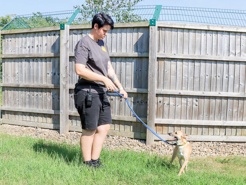 Lacey | Crossbreed | Evesham (Worcestershire) - 3