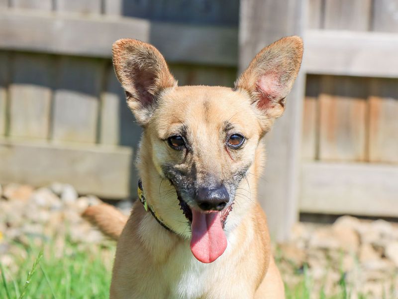 Lacey | Crossbreed | Evesham (Worcestershire) - 1