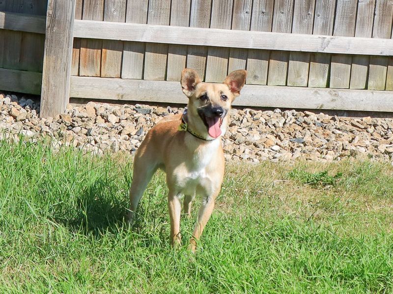 Lacey | Crossbreed | Evesham (Worcestershire) - 4