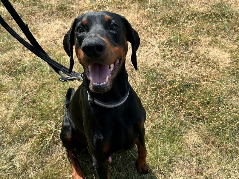 Reggie - Image 4 of 4