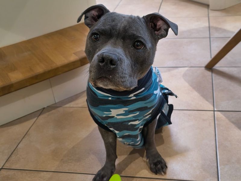 Lola | Terrier (Staffordshire Bull) | Shrewsbury (Shropshire) - 2