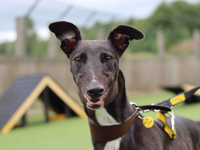 Saint | Greyhound | Glasgow - 4
