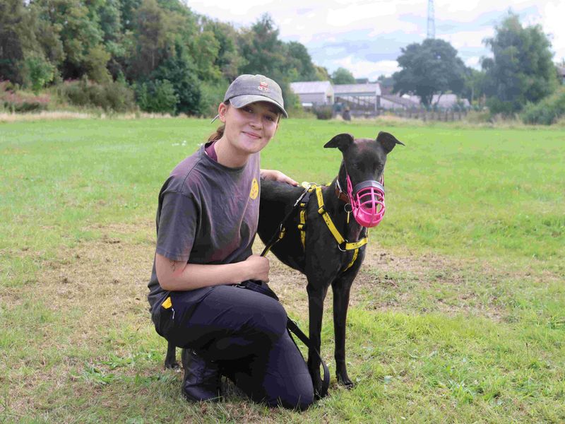 Sunset | Greyhound | Glasgow - 7