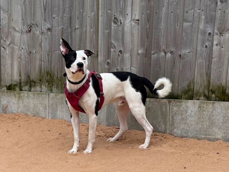 undefined | Collie (Border) Cross | undefined - 3
