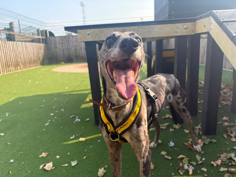 Sam | Collie (Border) Cross | Cardiff - 4