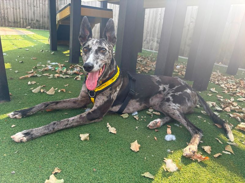 Sam | Collie (Border) Cross | Cardiff - 5