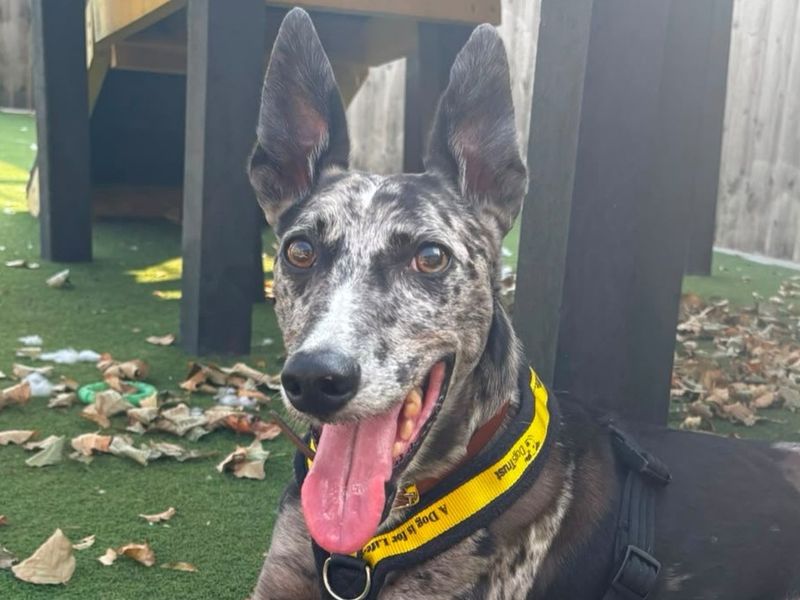 Sam | Collie (Border) Cross | Cardiff - 2