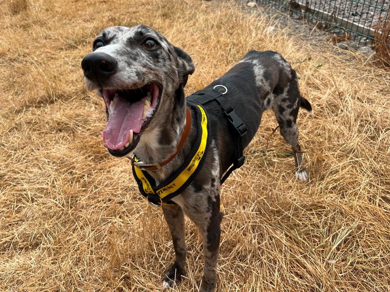 Sam | Collie (Border) Cross | Cardiff - 2