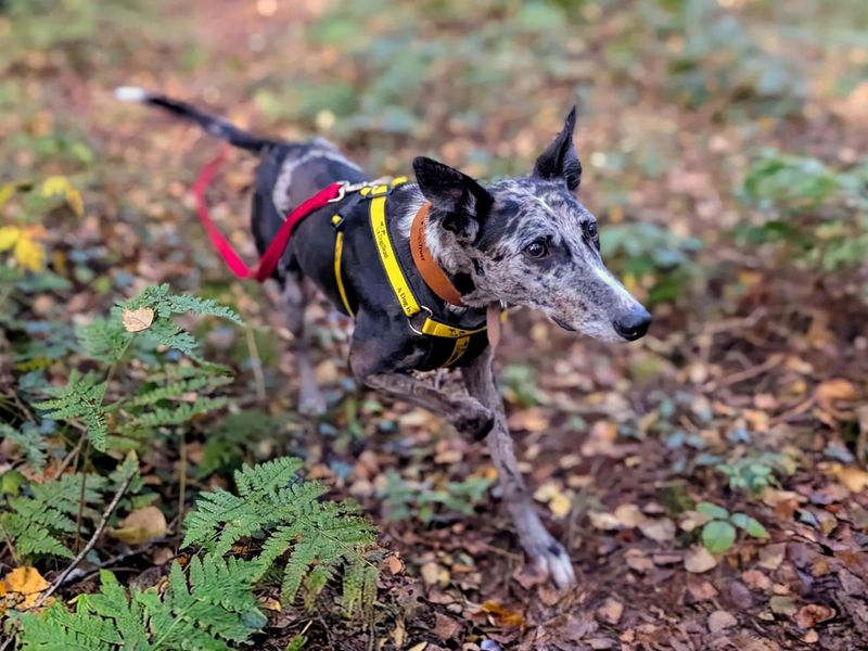 Sam | Collie (Border) Cross | Cardiff - 6