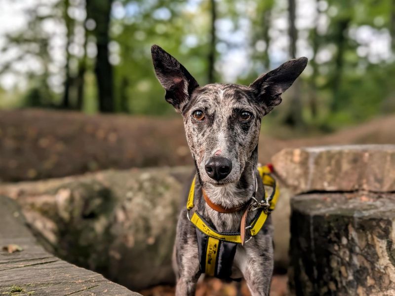 Sam | Collie (Border) Cross | Cardiff - 4