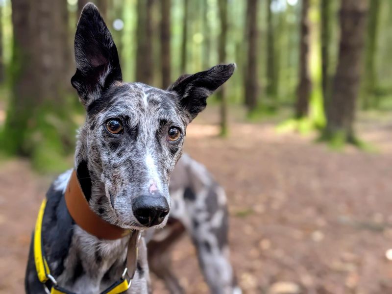 Sam | Collie (Border) Cross | Cardiff - 8