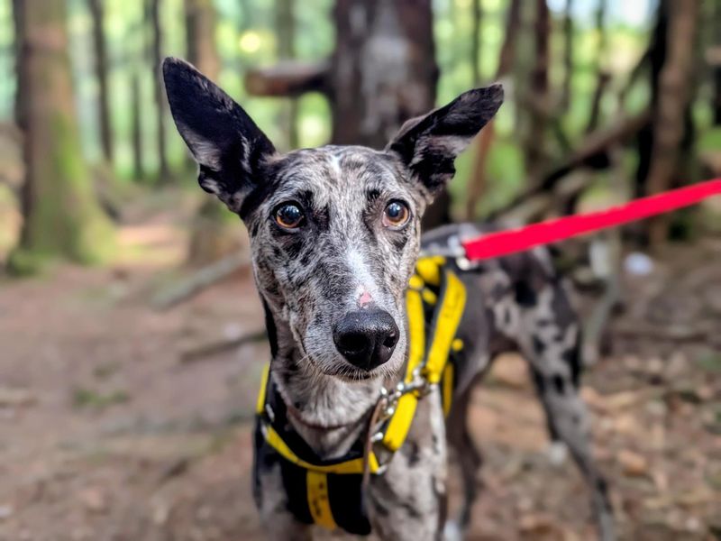 Sam | Collie (Border) Cross | Cardiff - 3