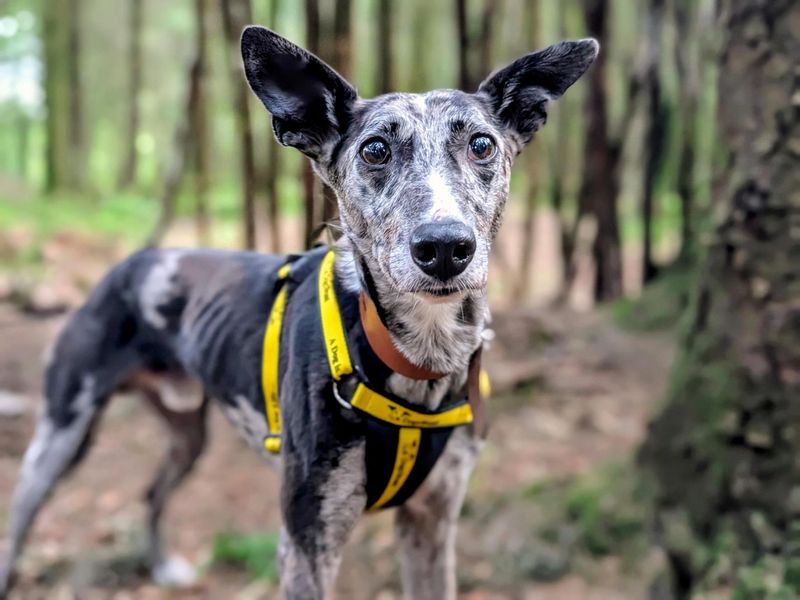 Sam | Collie (Border) Cross | Cardiff - 2
