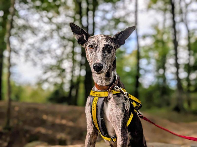Sam | Collie (Border) Cross | Cardiff - 5