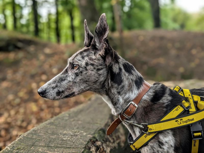 Sam | Collie (Border) Cross | Cardiff - 1