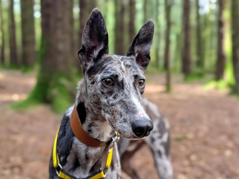 Sam | Collie (Border) Cross | Cardiff - 7