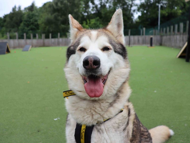Max | Siberian Husky Cross | Glasgow - 1