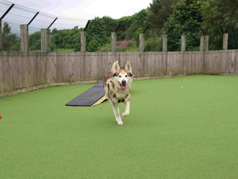 Max | Siberian Husky Cross | Glasgow - 2