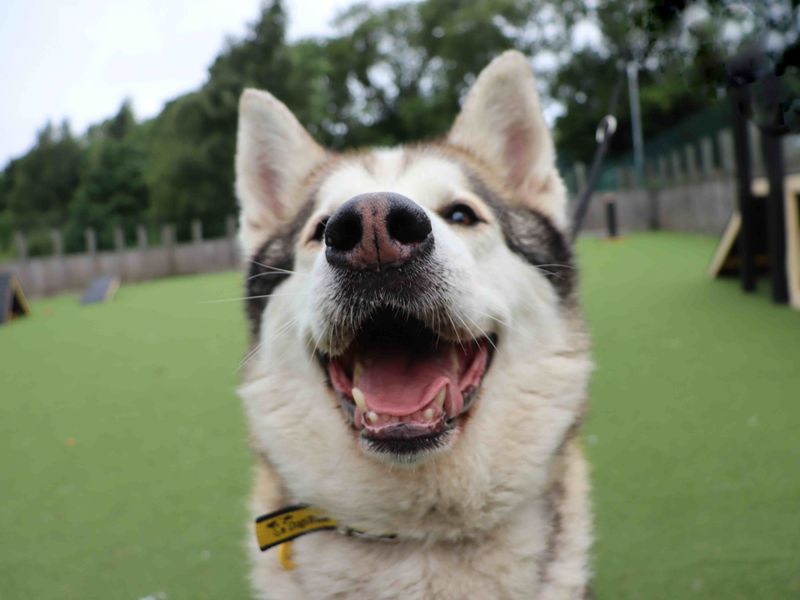 Max | Siberian Husky Cross | Glasgow - 4
