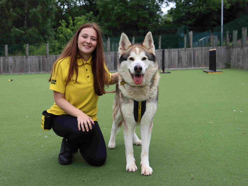 Max | Siberian Husky Cross | Glasgow - 3