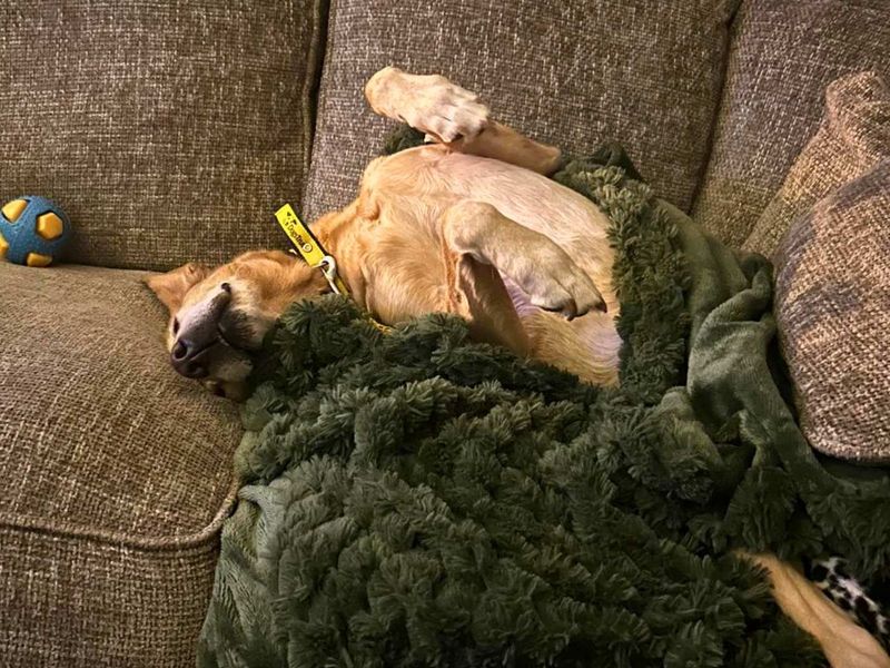 Lilly | Retriever (Labrador) | Manchester - 4