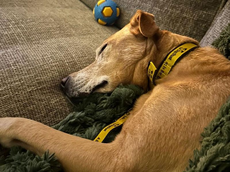 Lilly | Retriever (Labrador) | Manchester - 5