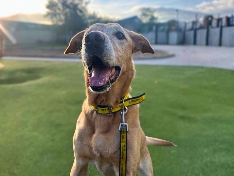 Lilly | Retriever (Labrador) | Manchester - 6