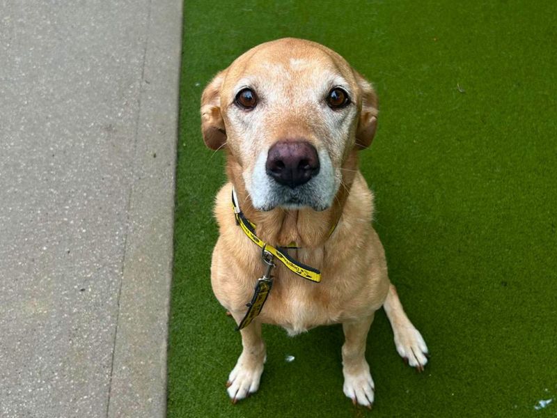 Lilly | Retriever (Labrador) | Manchester - 2