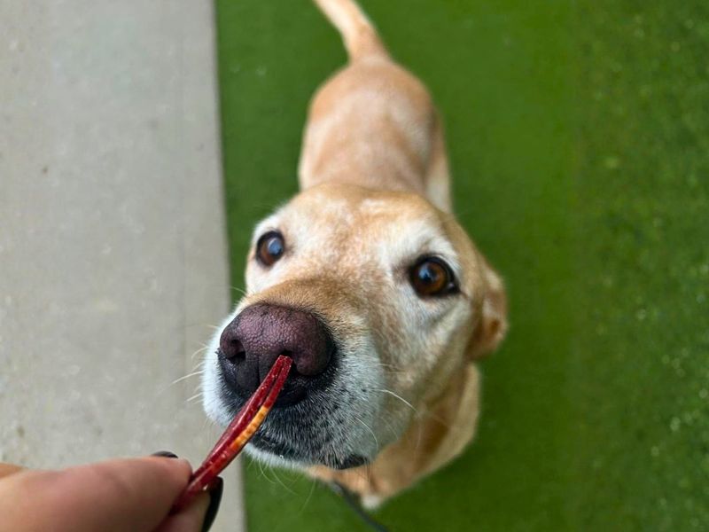 Lilly | Retriever (Labrador) | Manchester - 3