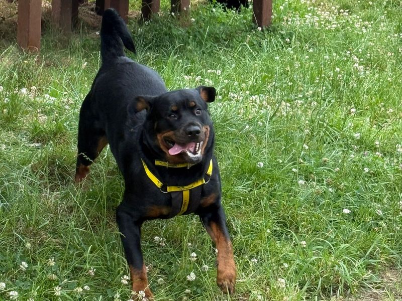 Trixie - Image 3 of 4