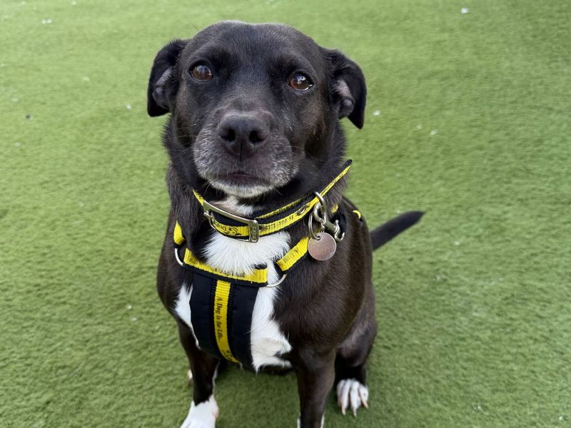 Pug Dogs And Puppies For Adoption