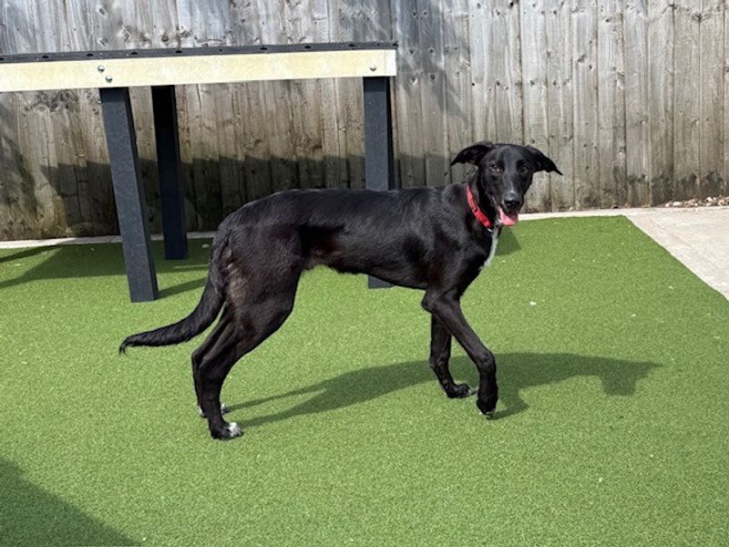 Wario | Lurcher Cross | Cardiff - 2