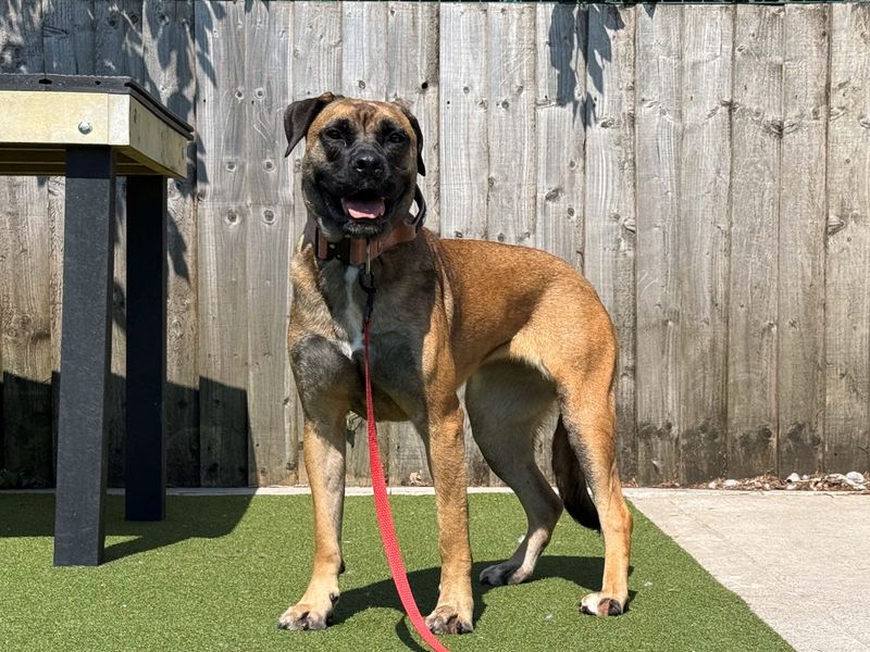 Molly | Crossbreed | Cardiff - 2