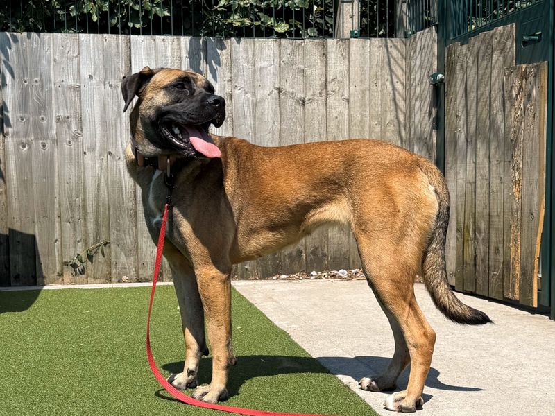 Molly | Crossbreed | Cardiff - 1