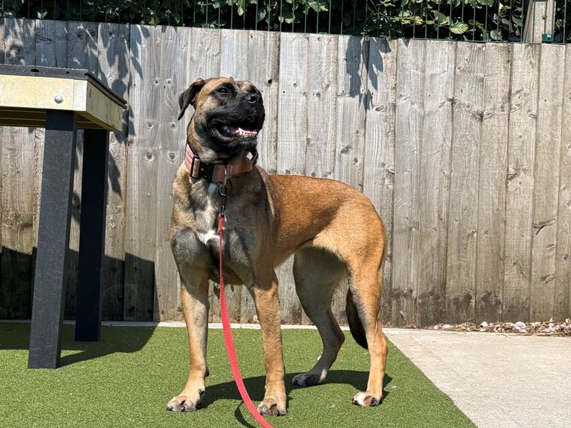Molly | Crossbreed | Cardiff - 3
