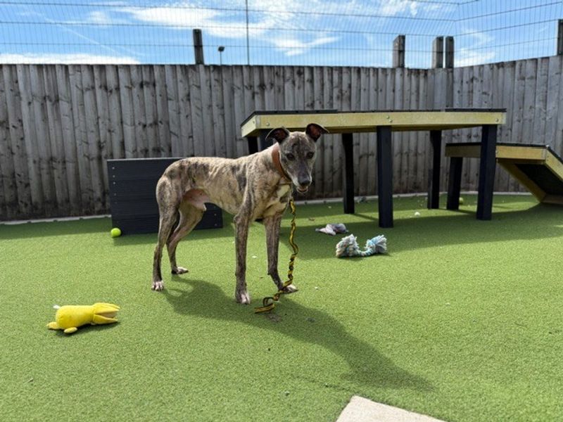 Sid | Lurcher | Cardiff - 3