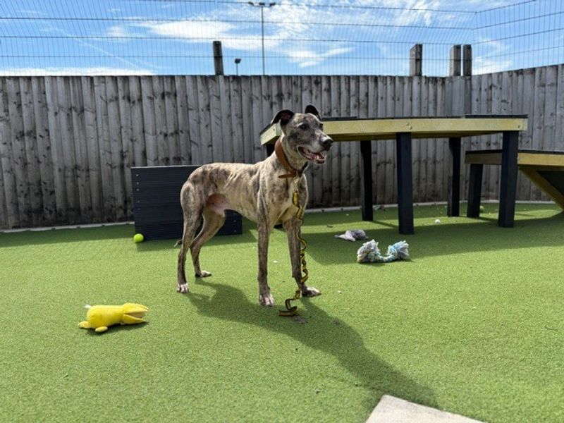 Sid | Lurcher | Cardiff - 1