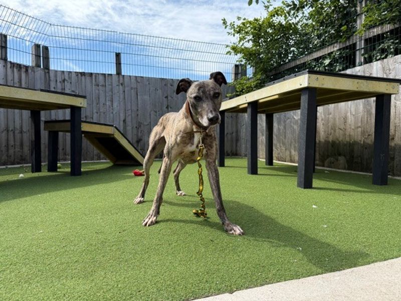 Sid | Lurcher | Cardiff - 5