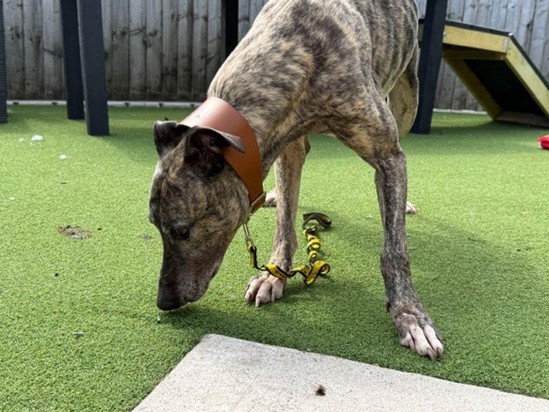 Sid | Lurcher | Cardiff - 2